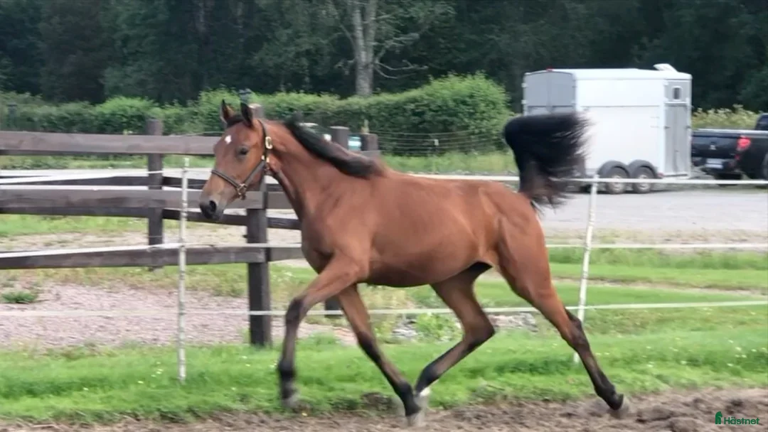 Trav hästar till salu: First class! i Årjäng - Annons 1