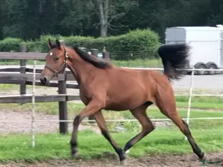 hästar First class! i Årjäng - Annons 12