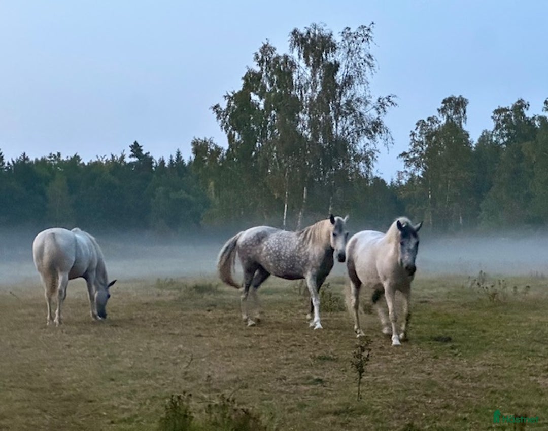 Allround hästar till salu: PRE / American curly i Fågelmara - Annons 4