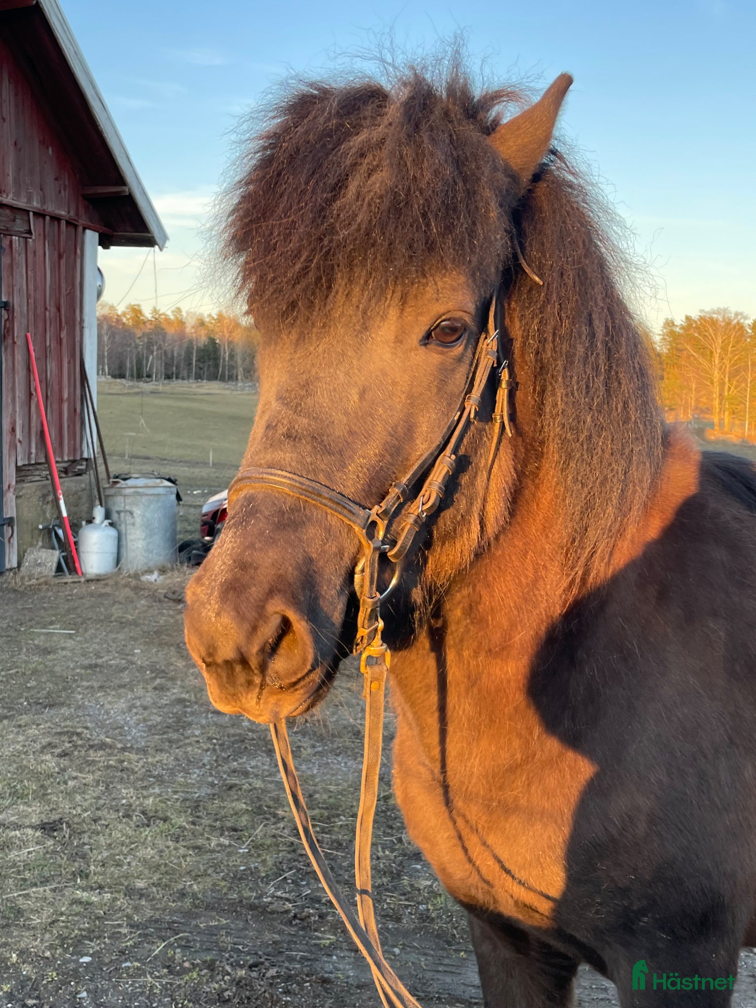  hästar Harmonisk hingst med glimten i ögat - Annons 1