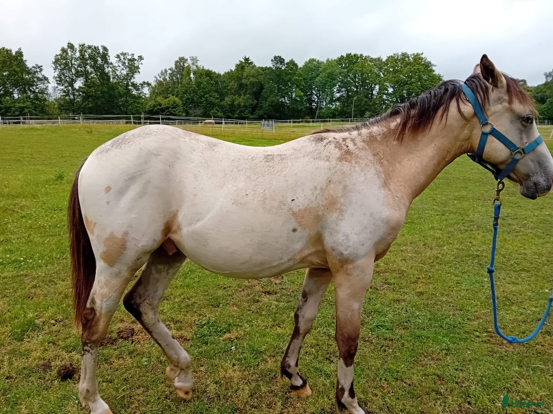 Allround hästar till salu: Appaloosa Colt i Sösdala - Bild 12