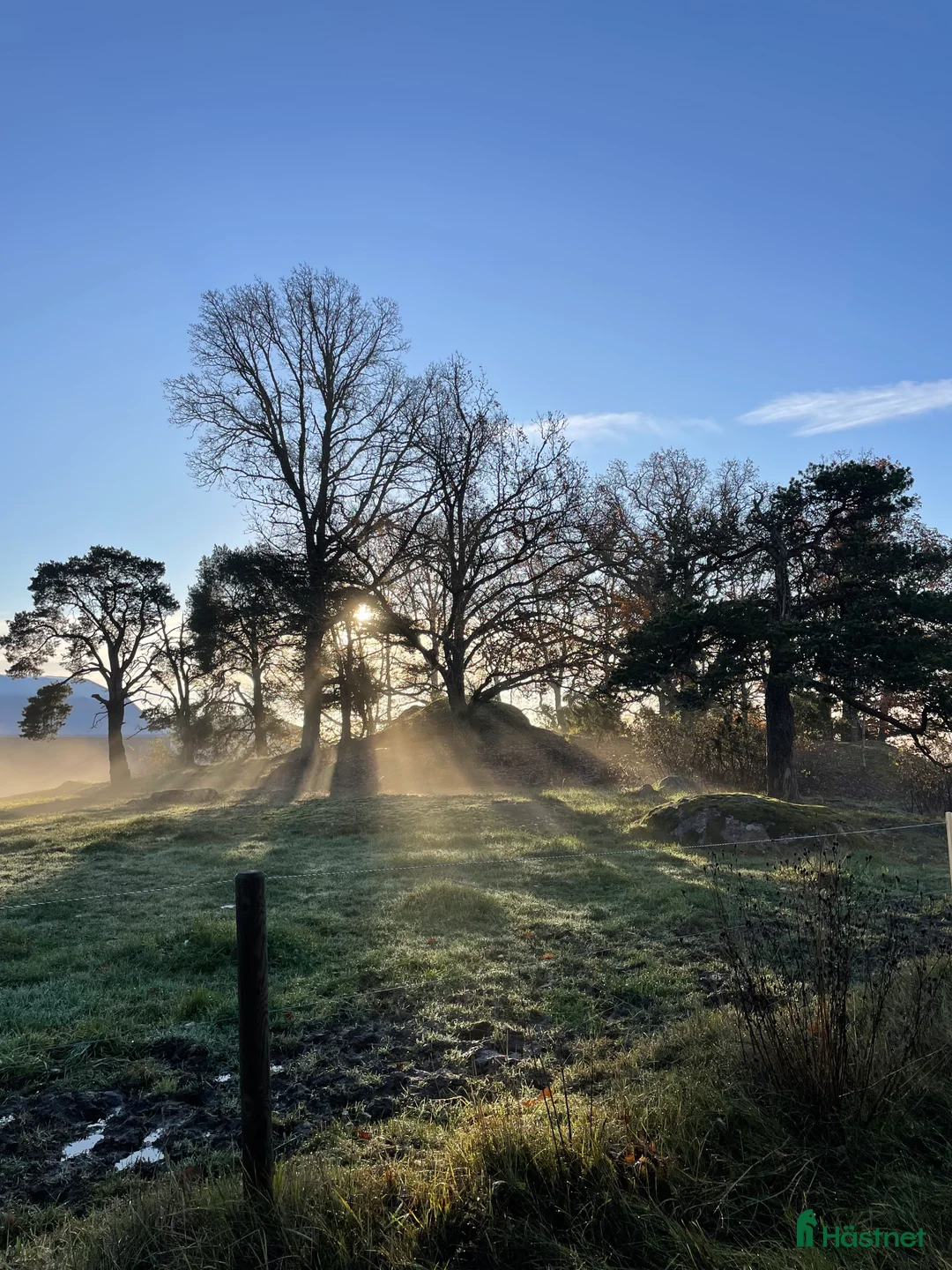  stallplats finnes: 🌟 Lösdriftsplats med lyxig fullservice 🌟 - Annons 2