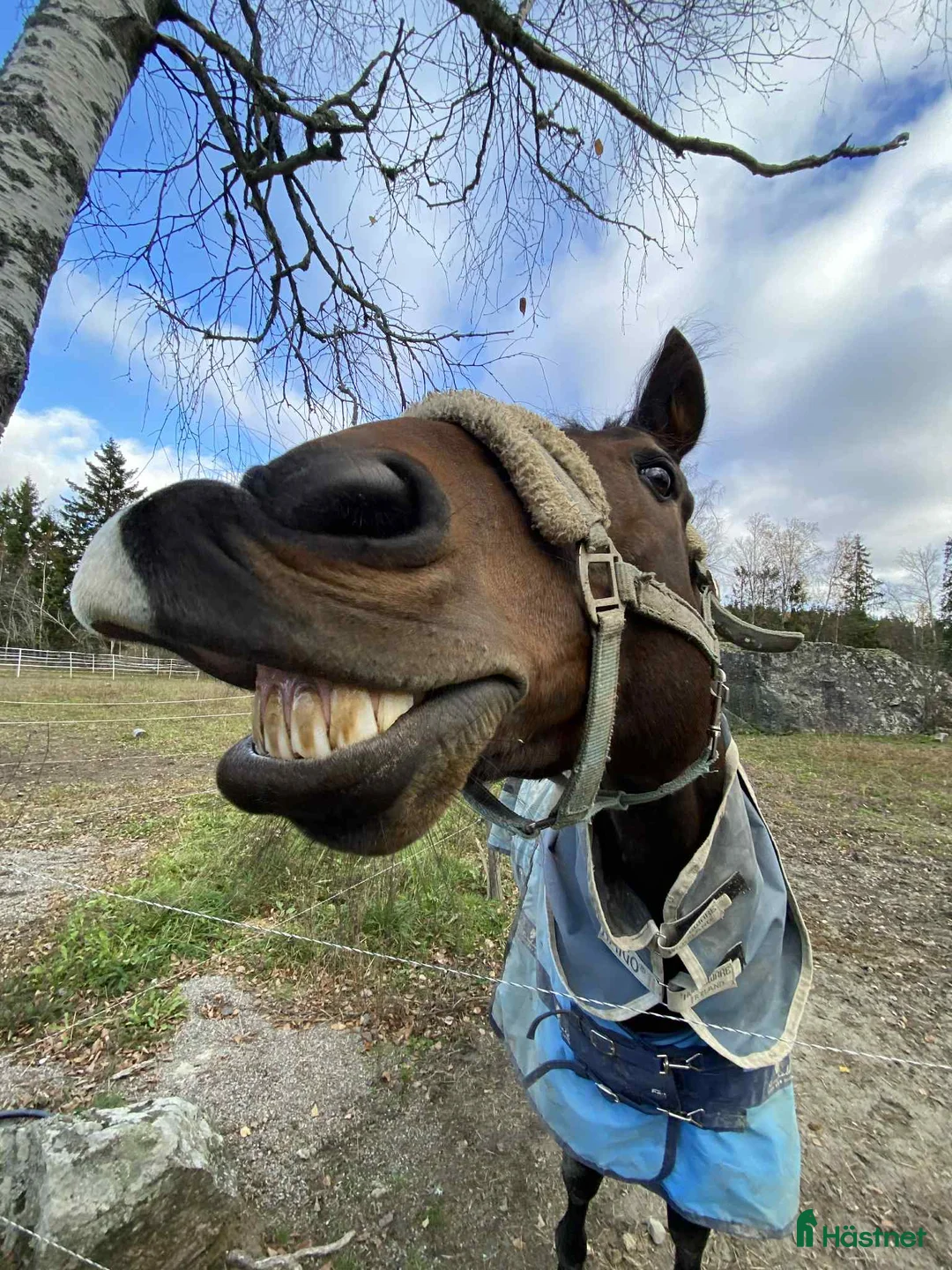 Allround hästar till salu: Fin häst att ha kul tillsammans med  - Annons 4