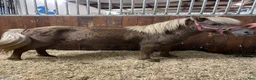 Sällskap hästar till salu: Charmiga killar !! - Annons 1