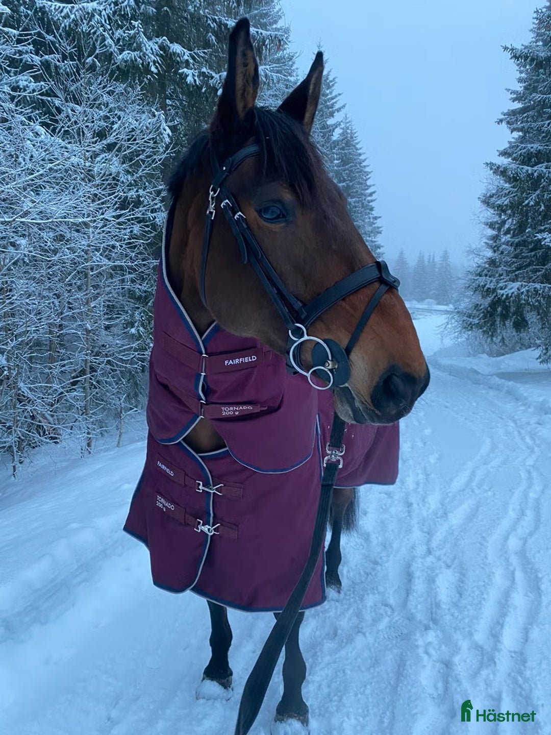 Hoppning hästar till salu: Snill spranghest med stor kapasitet i Nittedal - Annons 15