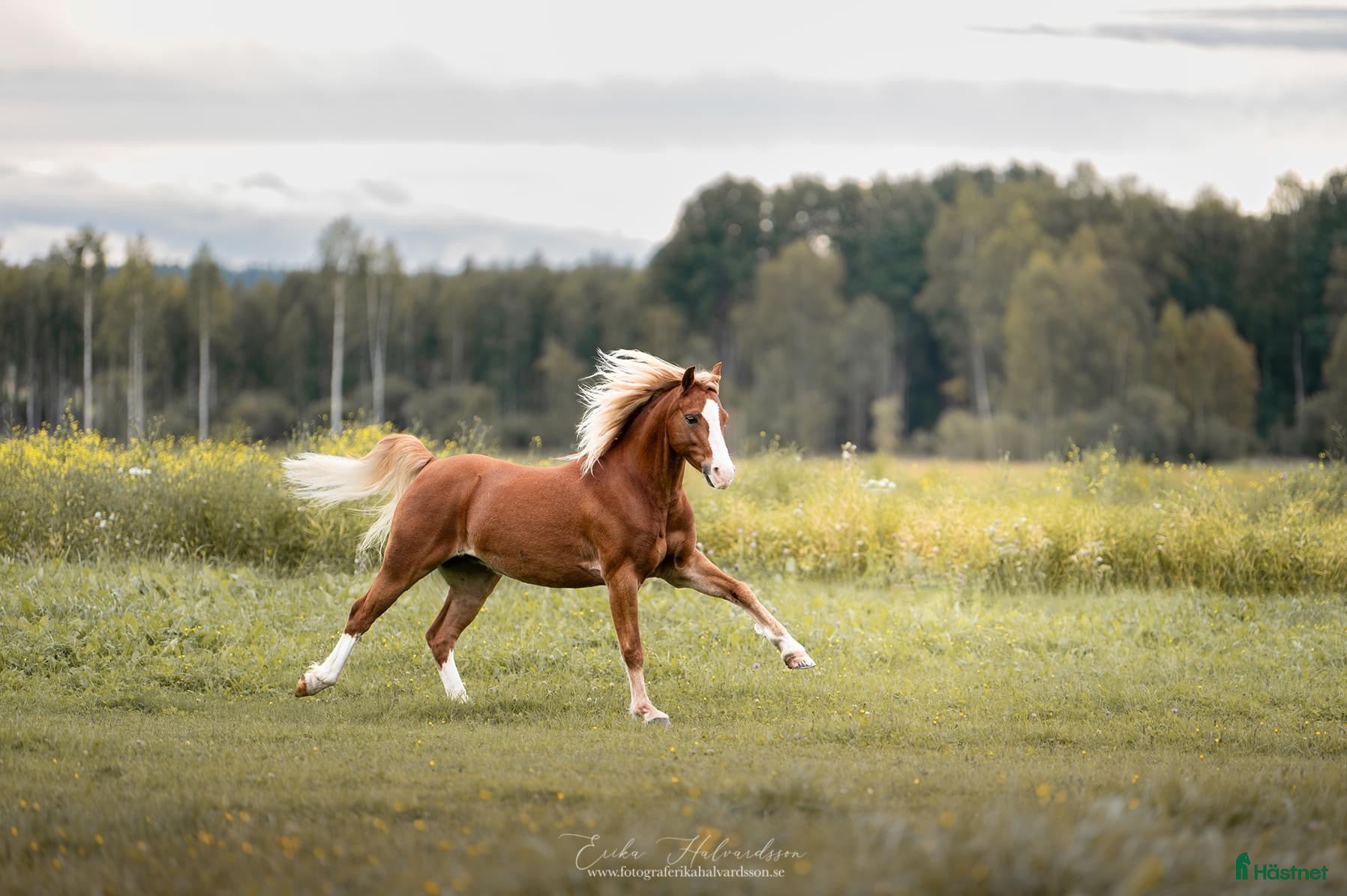  hästar Sportponny - Annons 10