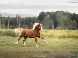 hästar Sportponny - Annons 10