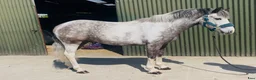 Allround hästar till salu: 6yo gelding 128cm - Annons 2