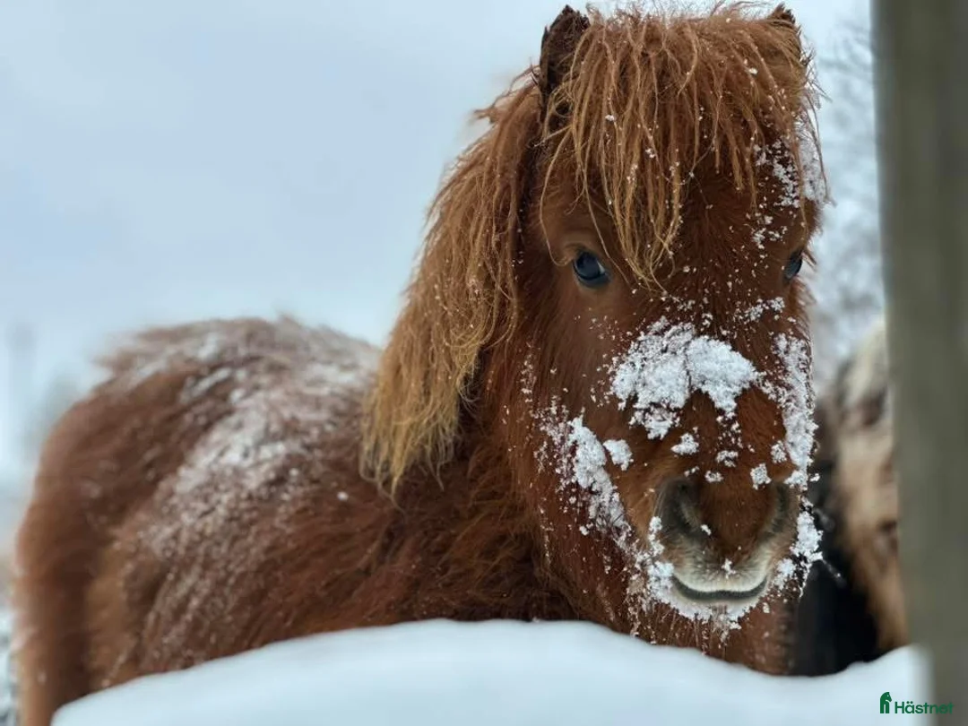 Allround hästar till salu: Sötaste minis tjejen  - Annons 2