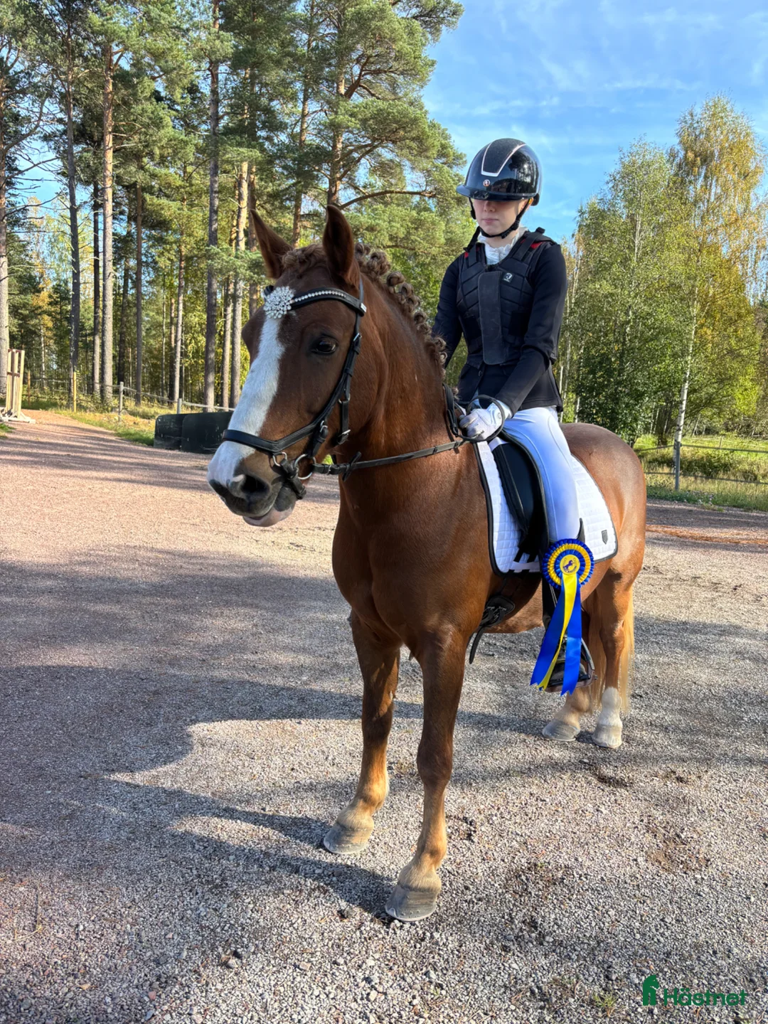 Dressyr hästar till salu: Snäll c-ponny till salu - Annons 1