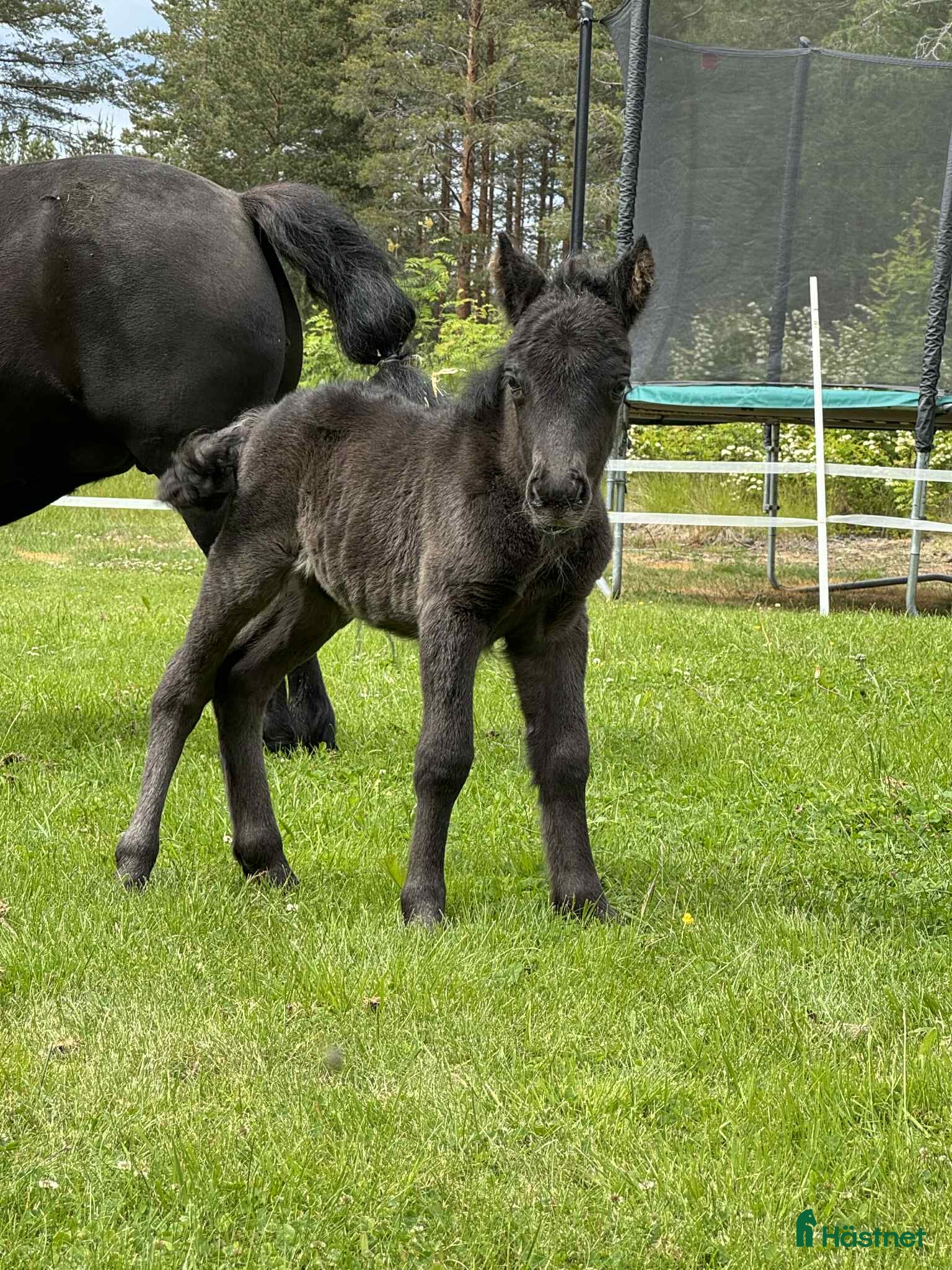  hästar Intressekoll - Annons 15