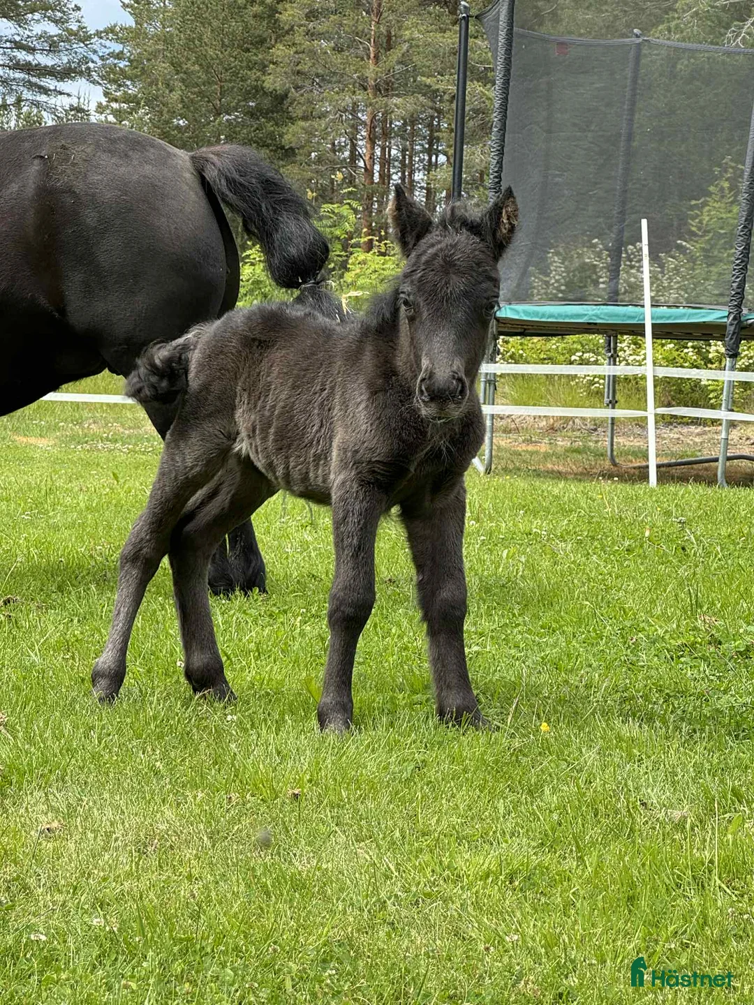 Allround hästar till salu: Intressekoll i Umeå - Annons 1