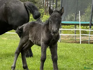 hästar Intressekoll - Annons 15