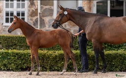 Hoppning hästar till salu: Fynda lovande unghästar  i Asarum - Annons 2