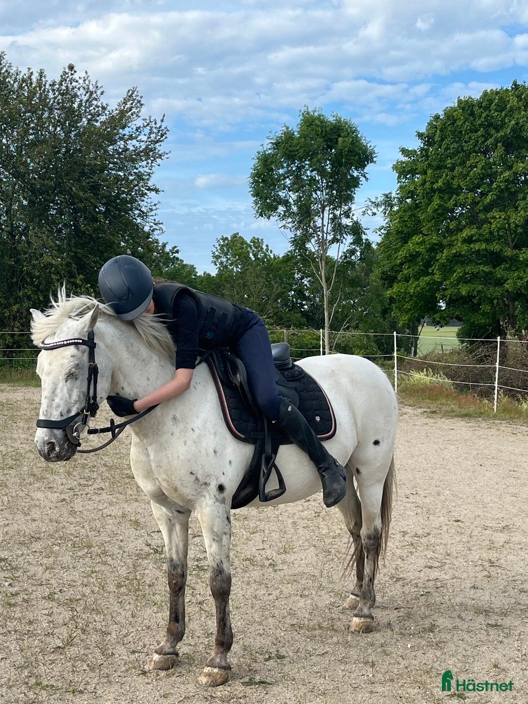 Allround hästar till salu: Världens gosigaste läromästare - RESERVERAD i Eskilstuna - Bild 4