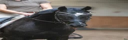 Dressyr hästar till salu: Dejlig dressurheste - Annons 2
