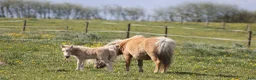 Allround hästar till salu: Palomino sto føl  - Annons 7