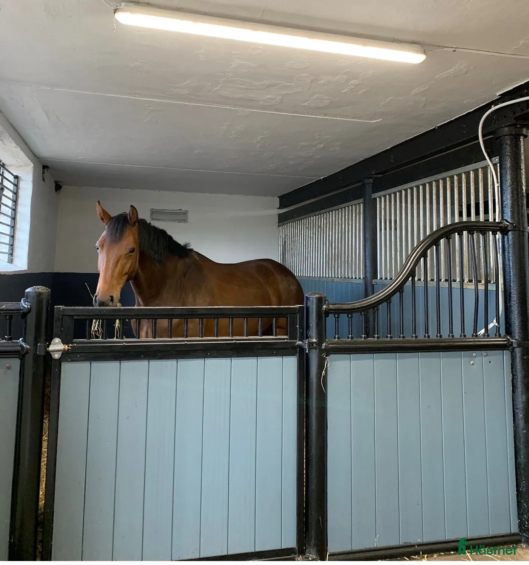  stallplats finnes: Stallplats på anläggning att längta till!  i Kågeröd - Annons 4