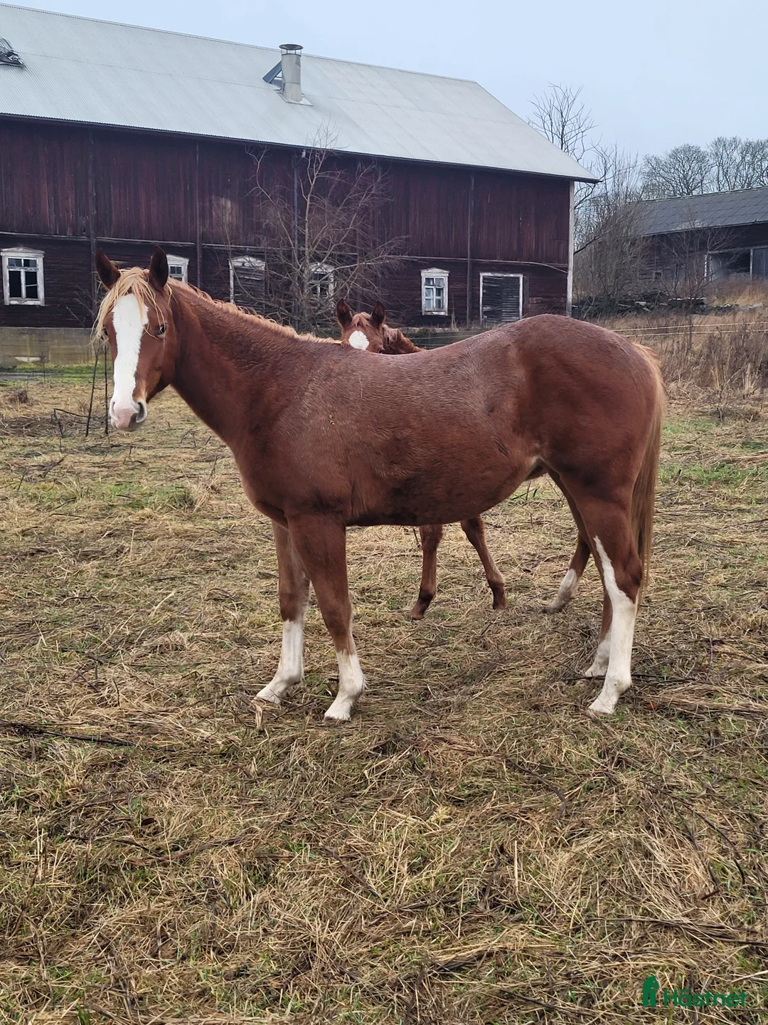 Western hästar till salu: Framtida tävlingshäst för högre klasser i Uppsala - Annons 2