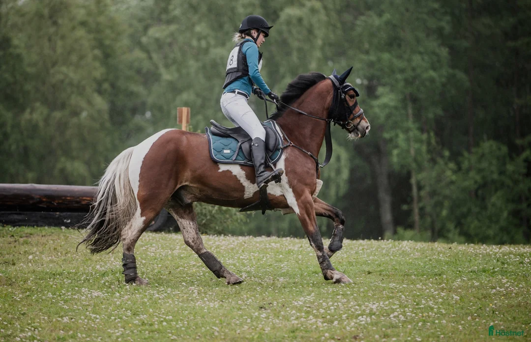 Allround hästar till salu: Mångsidig ponny med kapacitet  - Annons 1