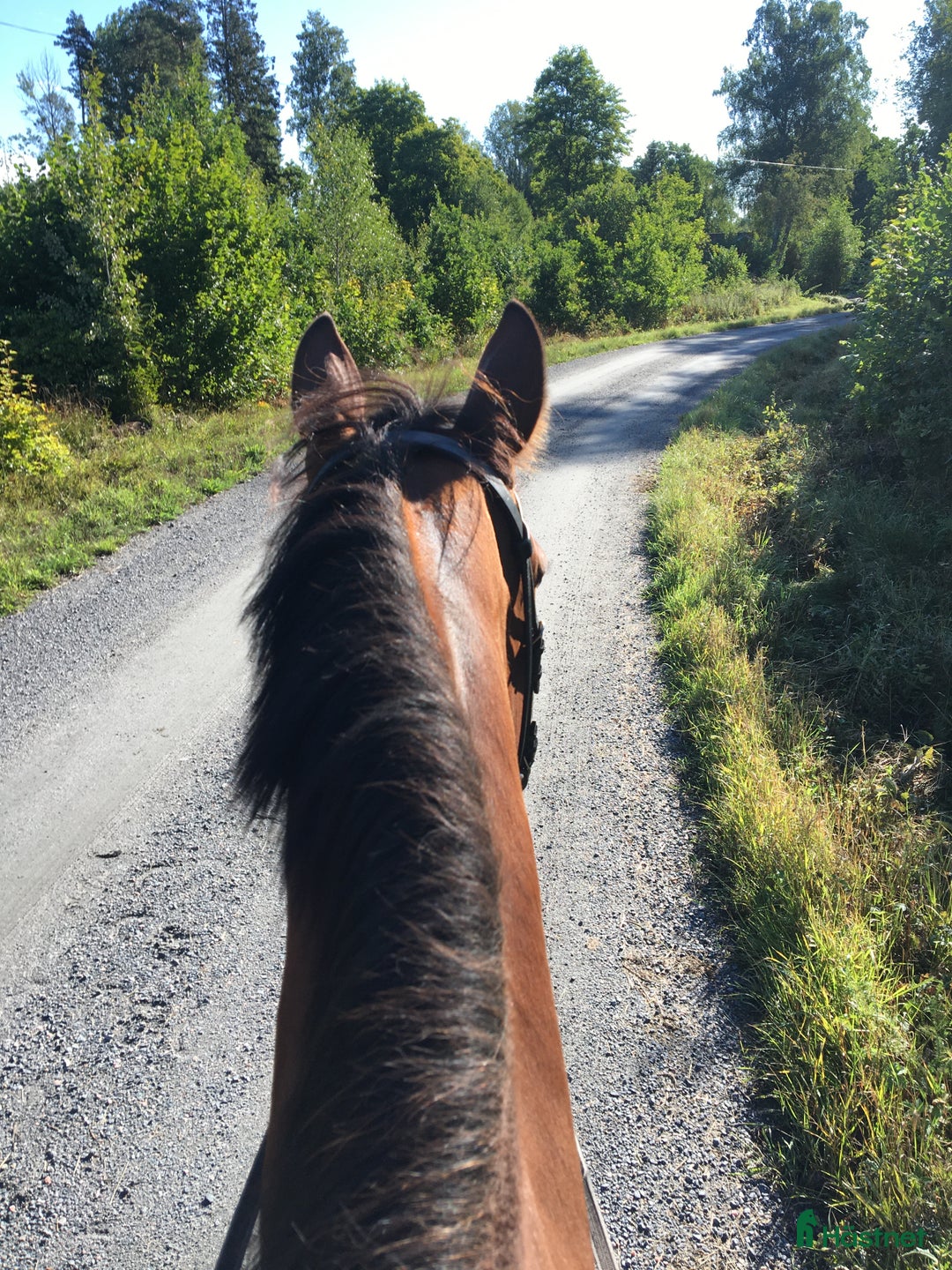 Allround hästar till salu: Supersnäll och mysig ridtravare söker nytt hem i Edsbro - Annons 3
