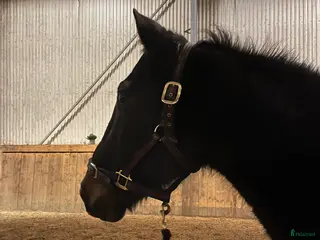 hästar Underbar familjehäst i Trensum - Annons 1