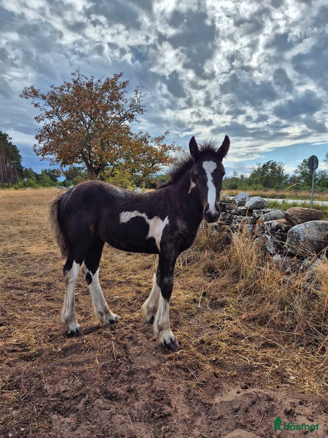 Allround hästar till salu: Blivande rid,körhäst och bästa kompis i Mörbylånga - Annons 3