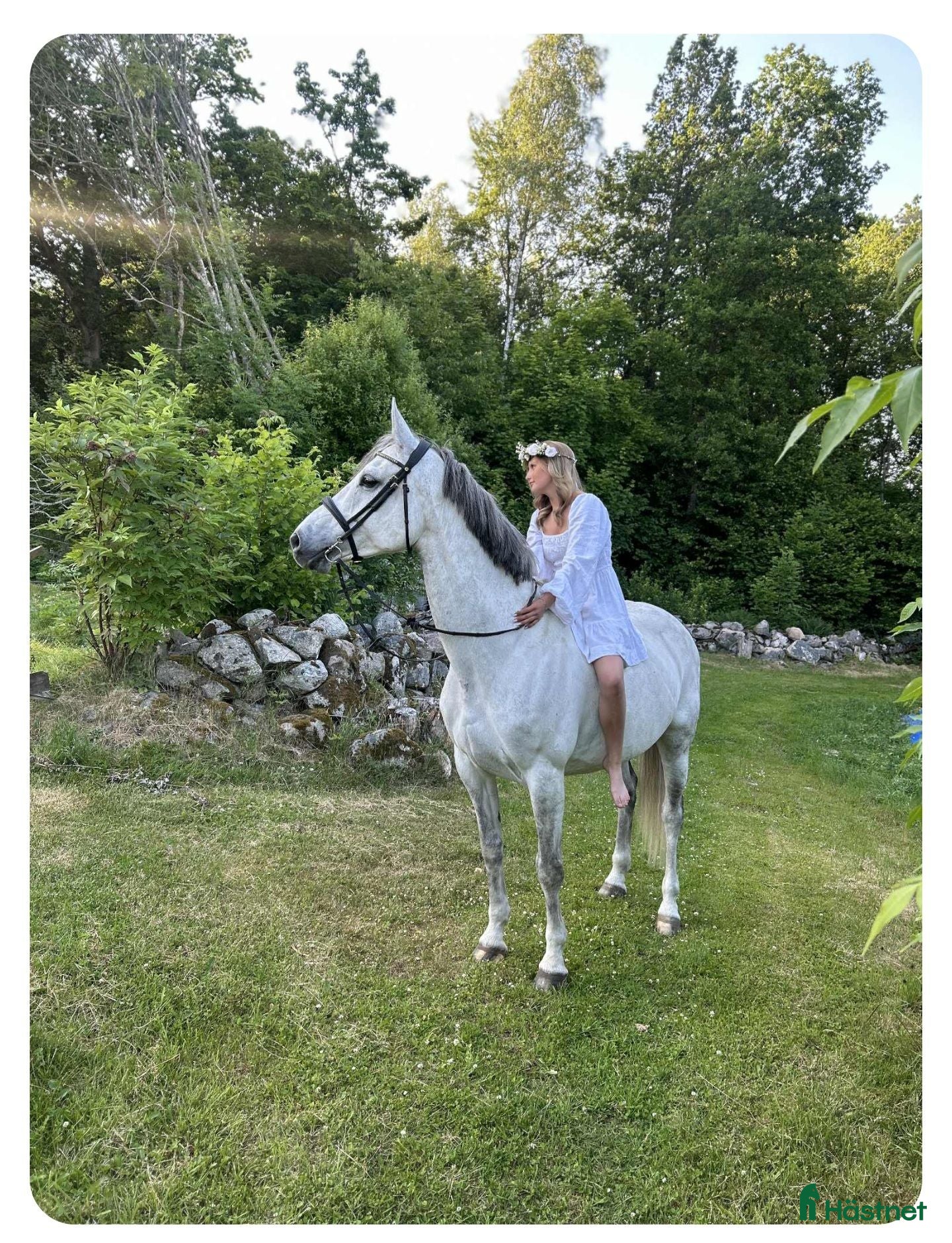  foderhäst Fint litet sto - Annons 1