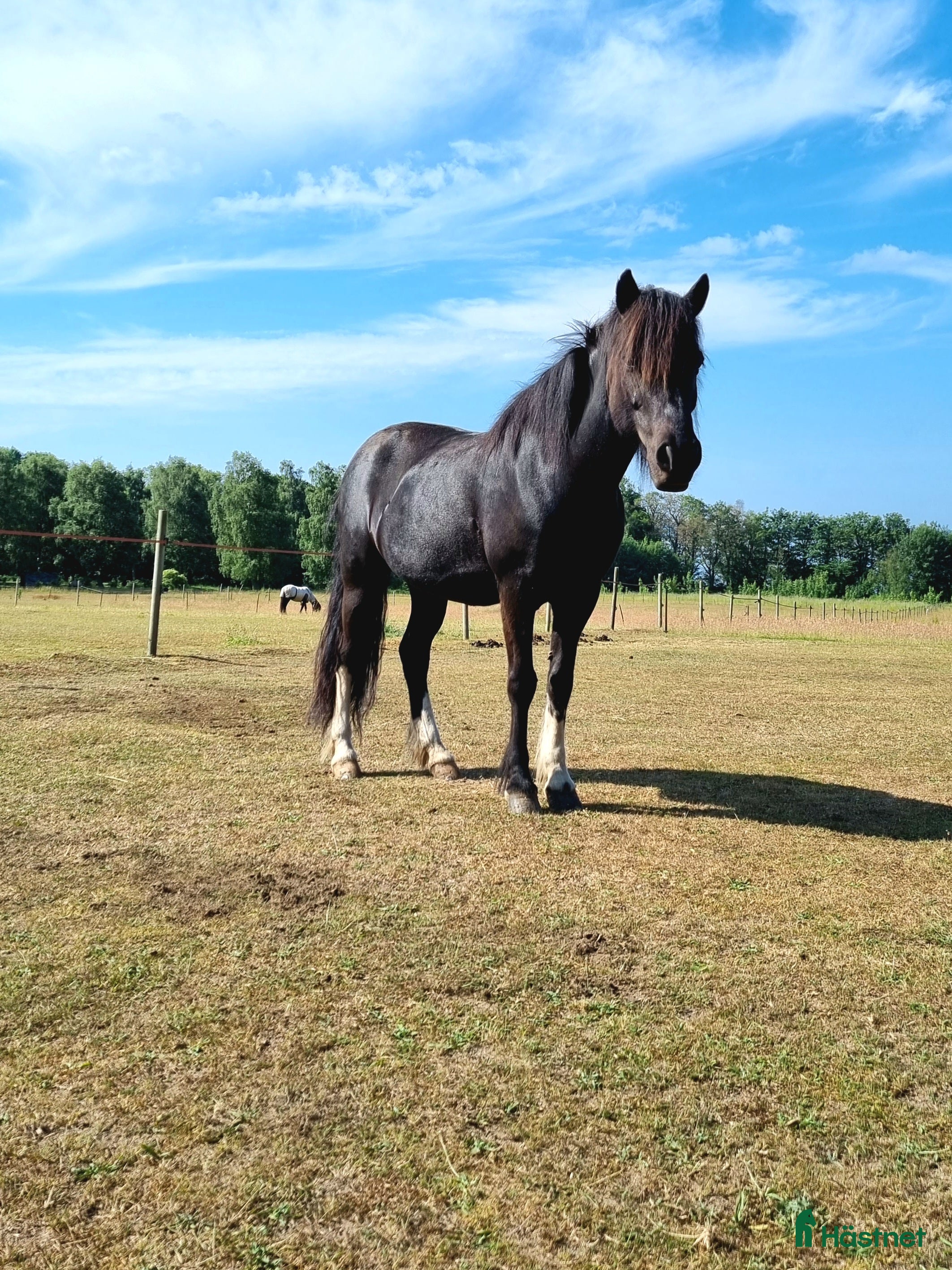  hästar Nóta frá Garði - Annons 18