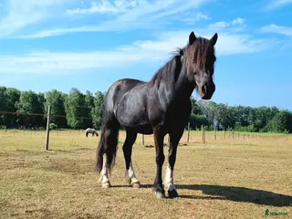 hästar Nóta frá Garði - Annons 18