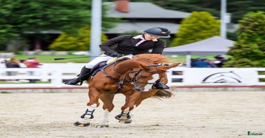  hästar i Ekerö - Annons 11