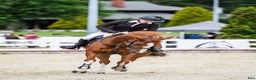 Hoppning hästar till salu: Brave 6 yo mare for jumping i Ekerö - Annons 3