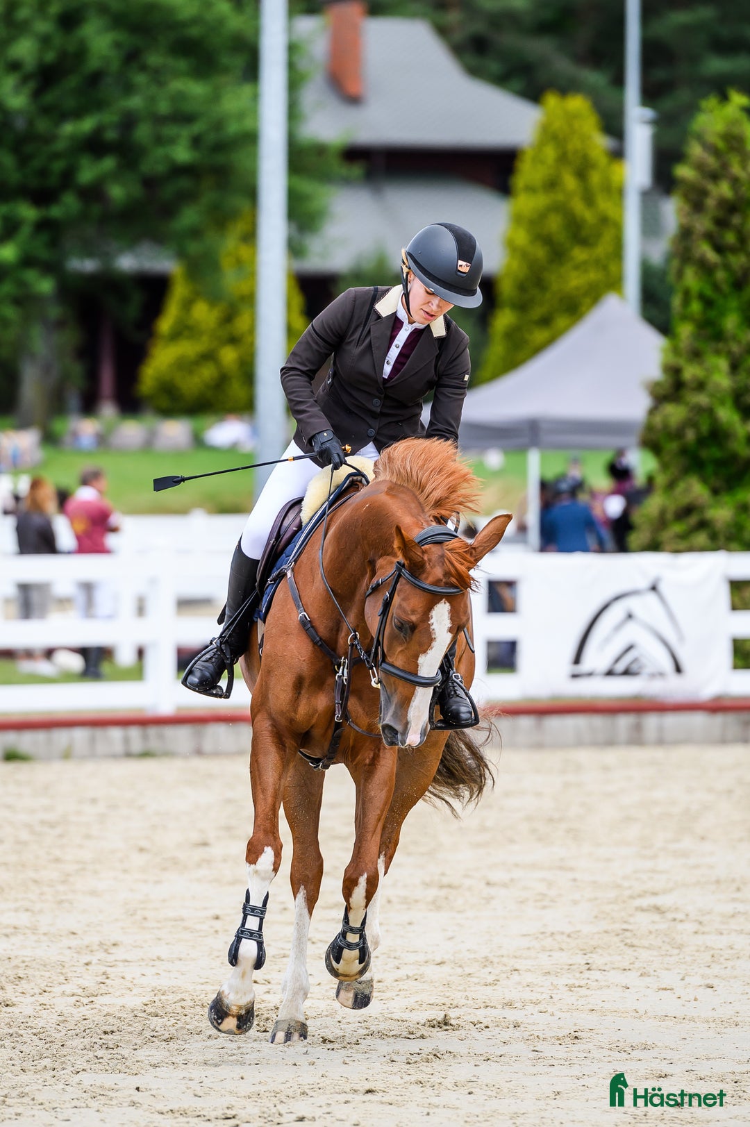 Hoppning hästar till salu: Brave 6 yo mare for jumping i Ekerö - Annons 3