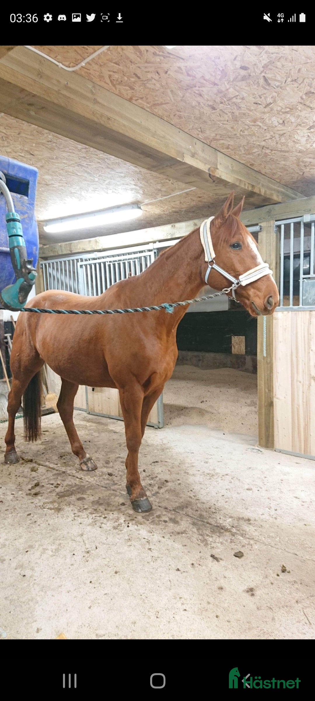  foderhäst sökes: Fodervärd sökes i Linköping - Annons 3