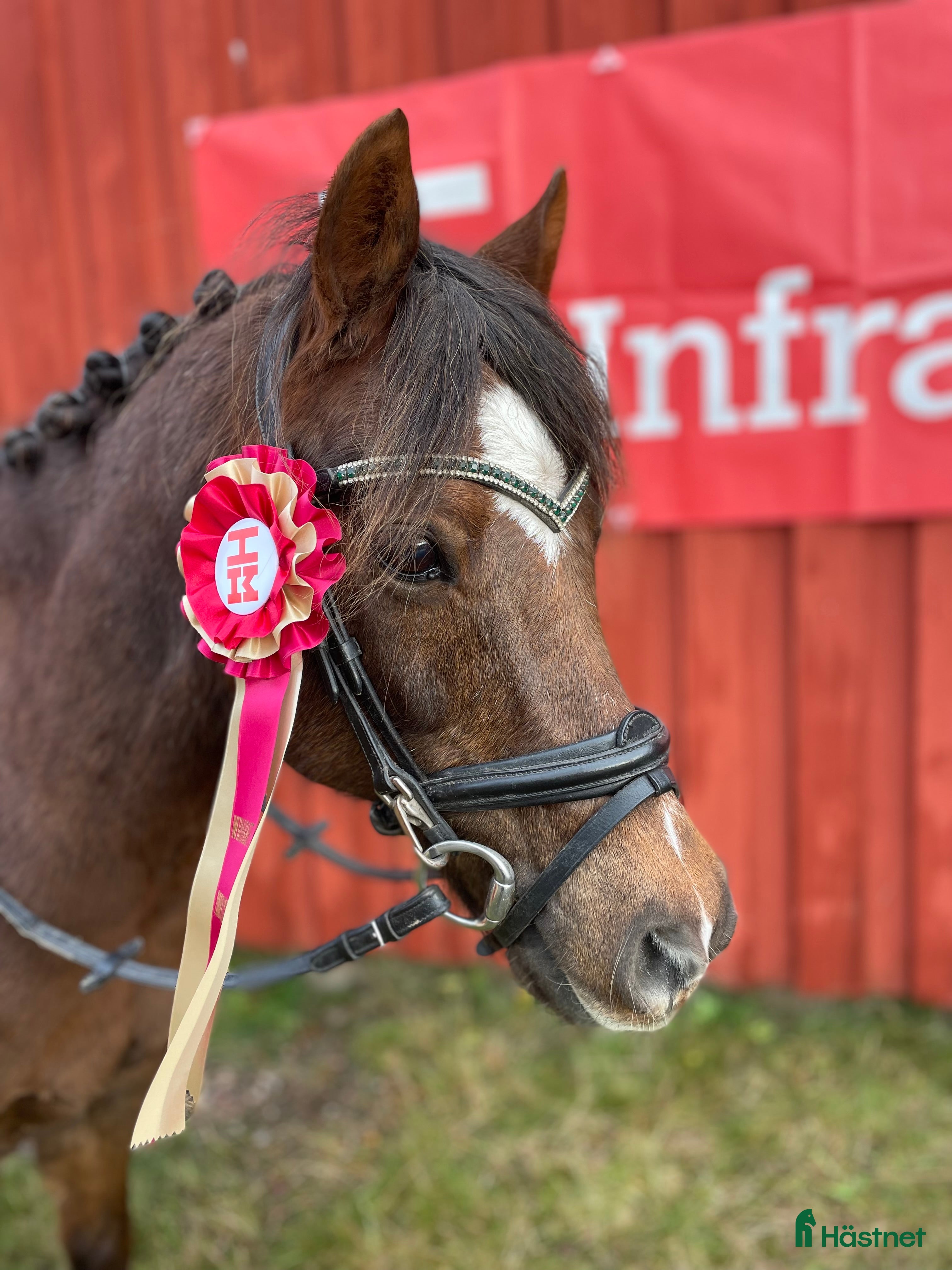  hästar Trygg, bästa kompis i dressyr i Kil - Annons 3