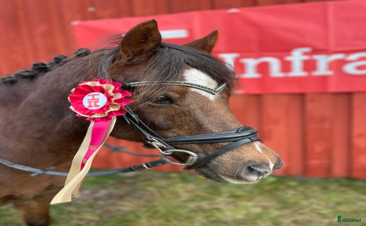  hästar i Kil - Annons 7