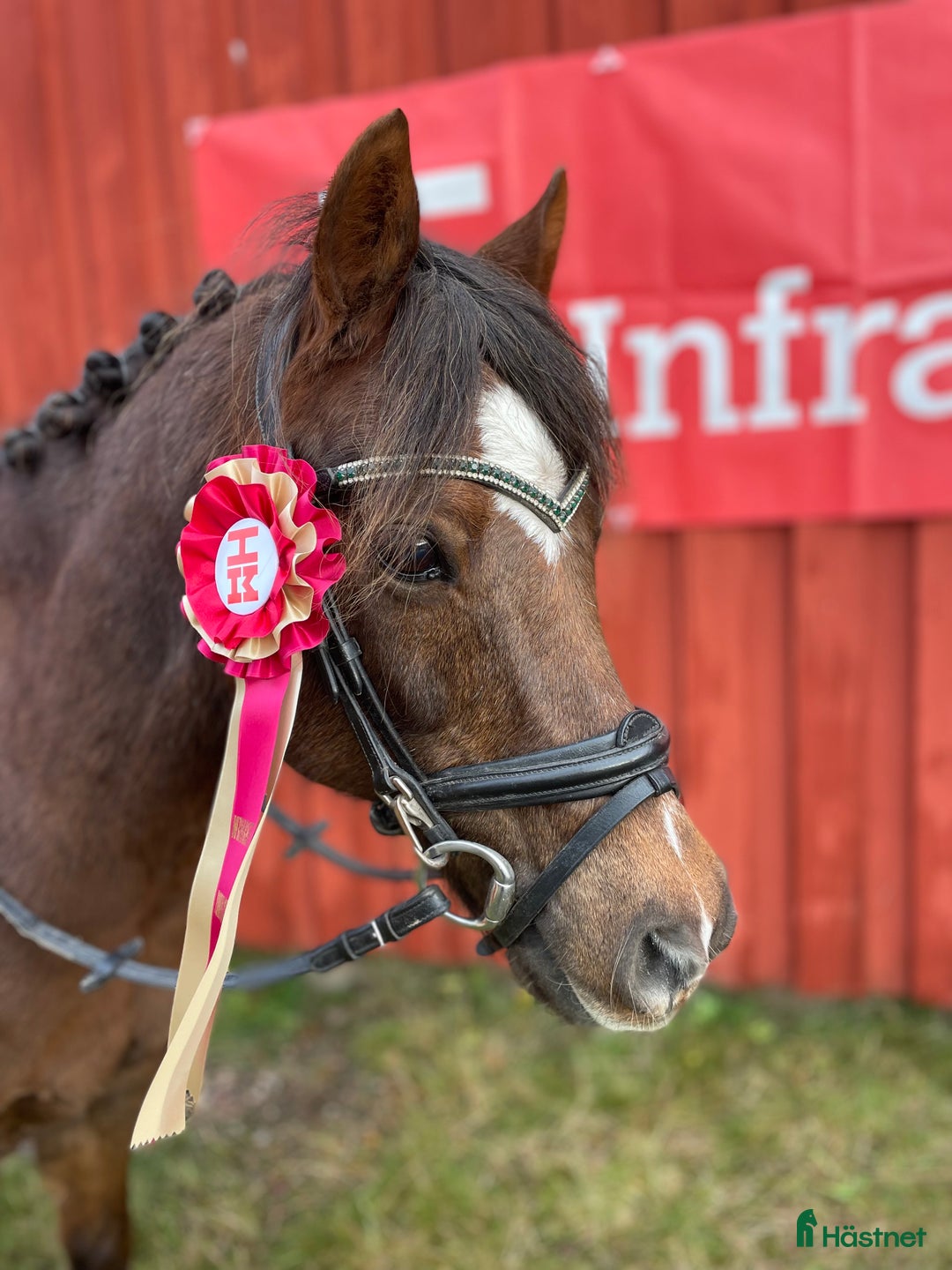 Dressyr hästar till salu: Trygg, bästa kompis i dressyr i Kil - Annons 1