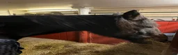 Allround hästar till salu: Trevlig varmblodig travare  i Köping - Annons 4
