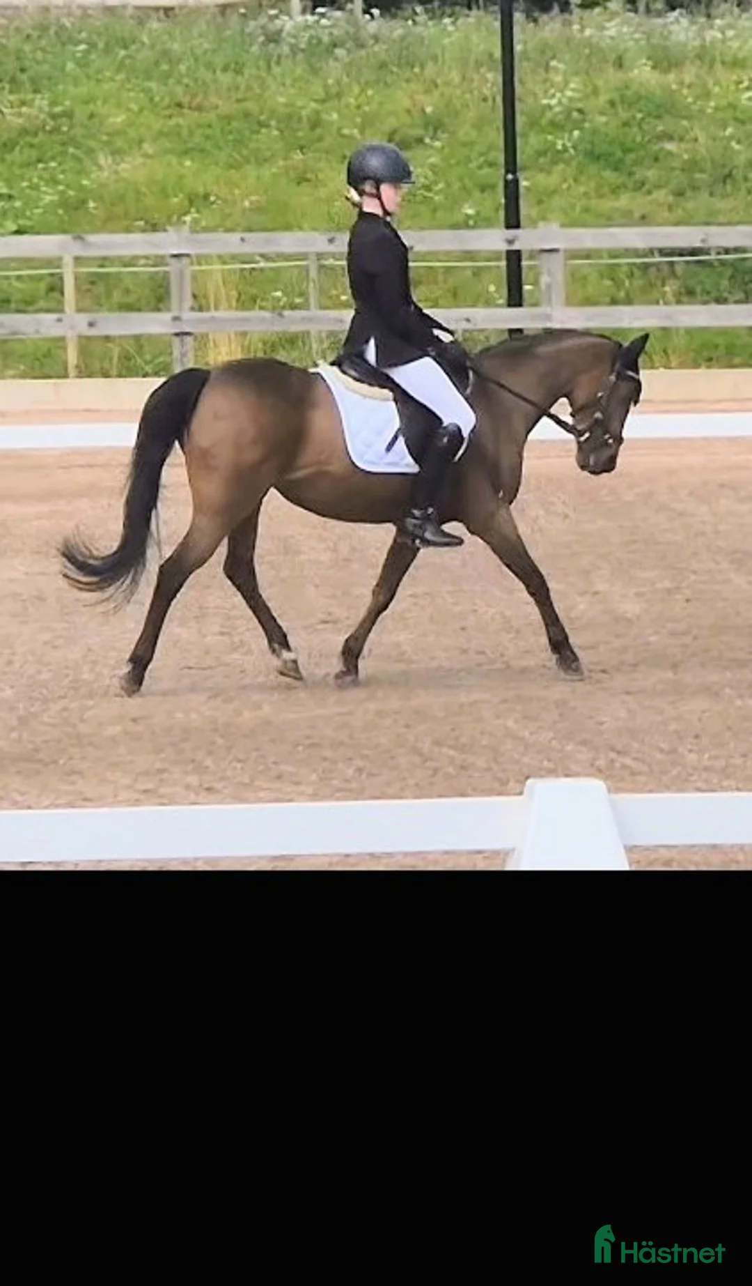 Dressyr hästar till salu: Fantastisk läromästare - Annons 3