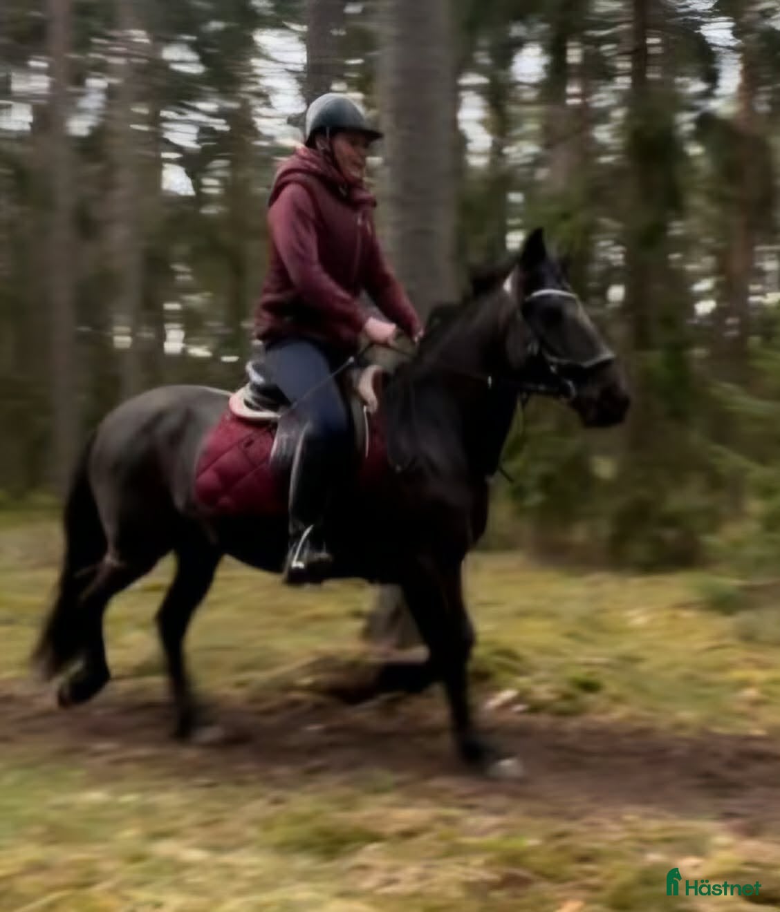  hästar Bussigt sto - Annons 1