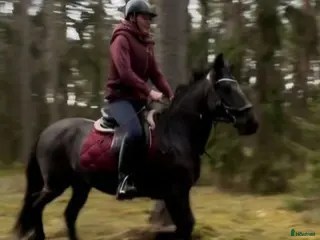 Allround hästar till salu: Bussigt sto - Annons 1