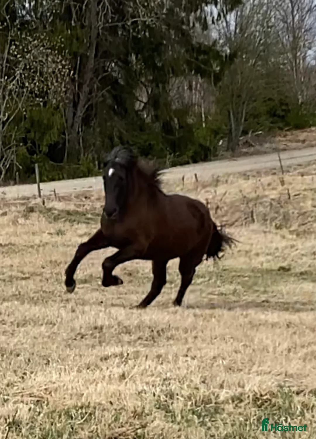 Island hästar till salu: Vackert mkt lovande sto -22 i Fagersta - Annons 4