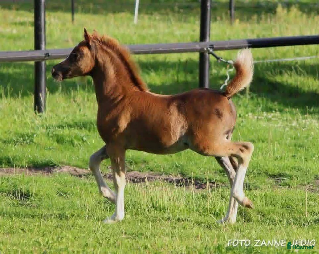 Avelshästar hästar till salu: Smuk welsh mountain hoppeplag Harvest Nola   - Annons 4