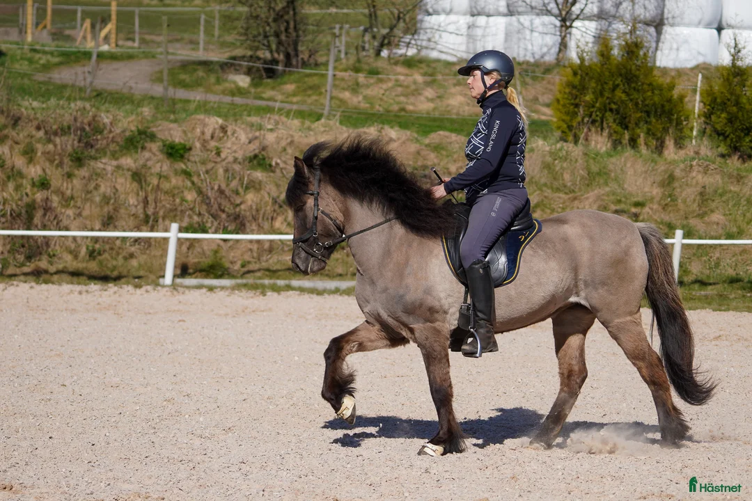 Island hästar till salu: Supertrevligt 11-årigt sto - Annons 2