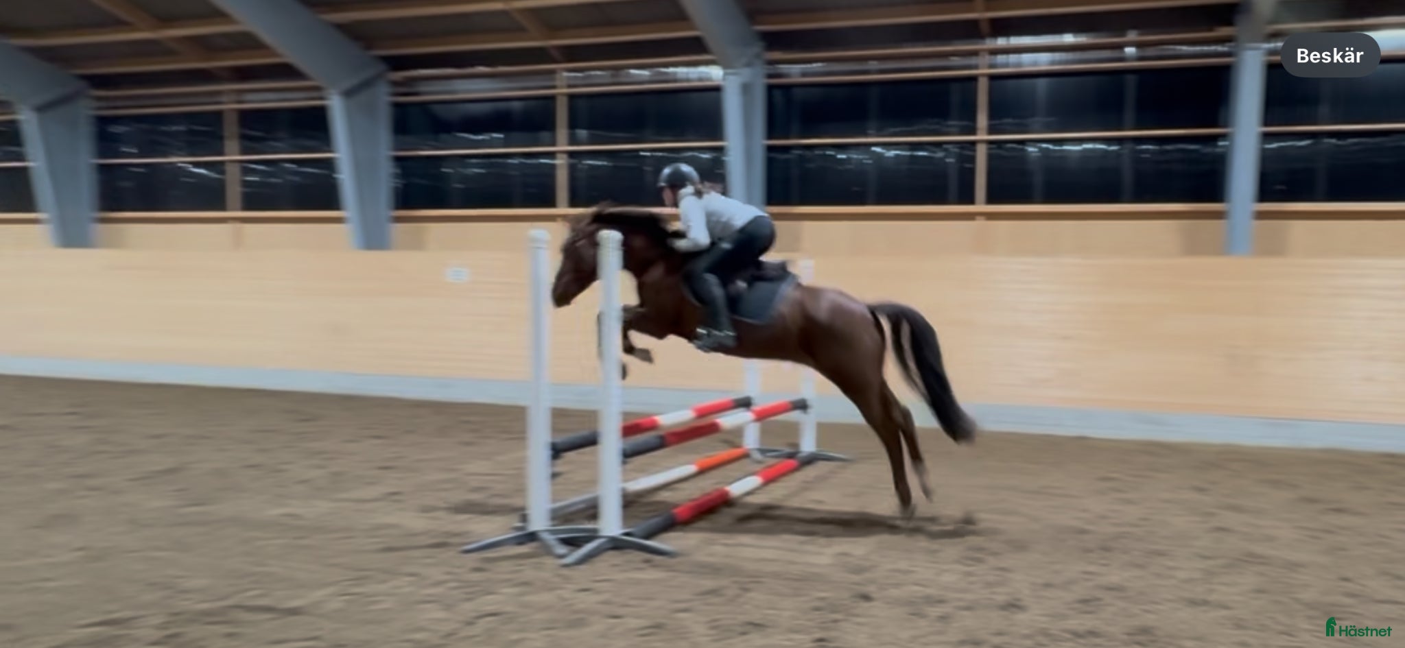  hästar Världens snällaste tjej - Annons 2