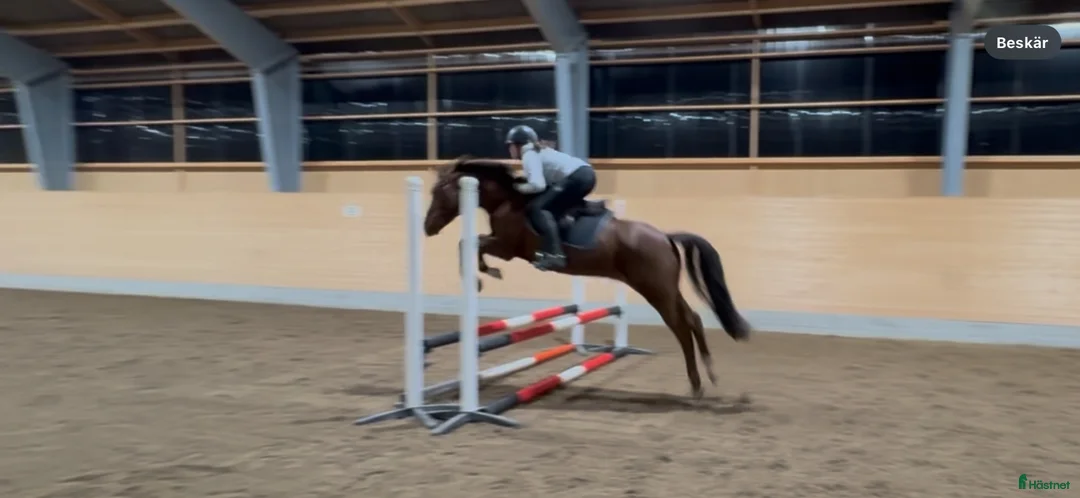 Hoppning hästar till salu: Världens snällaste tjej - Annons 2