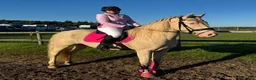 Övrigt hästar till salu: Barbie  - Annons 11