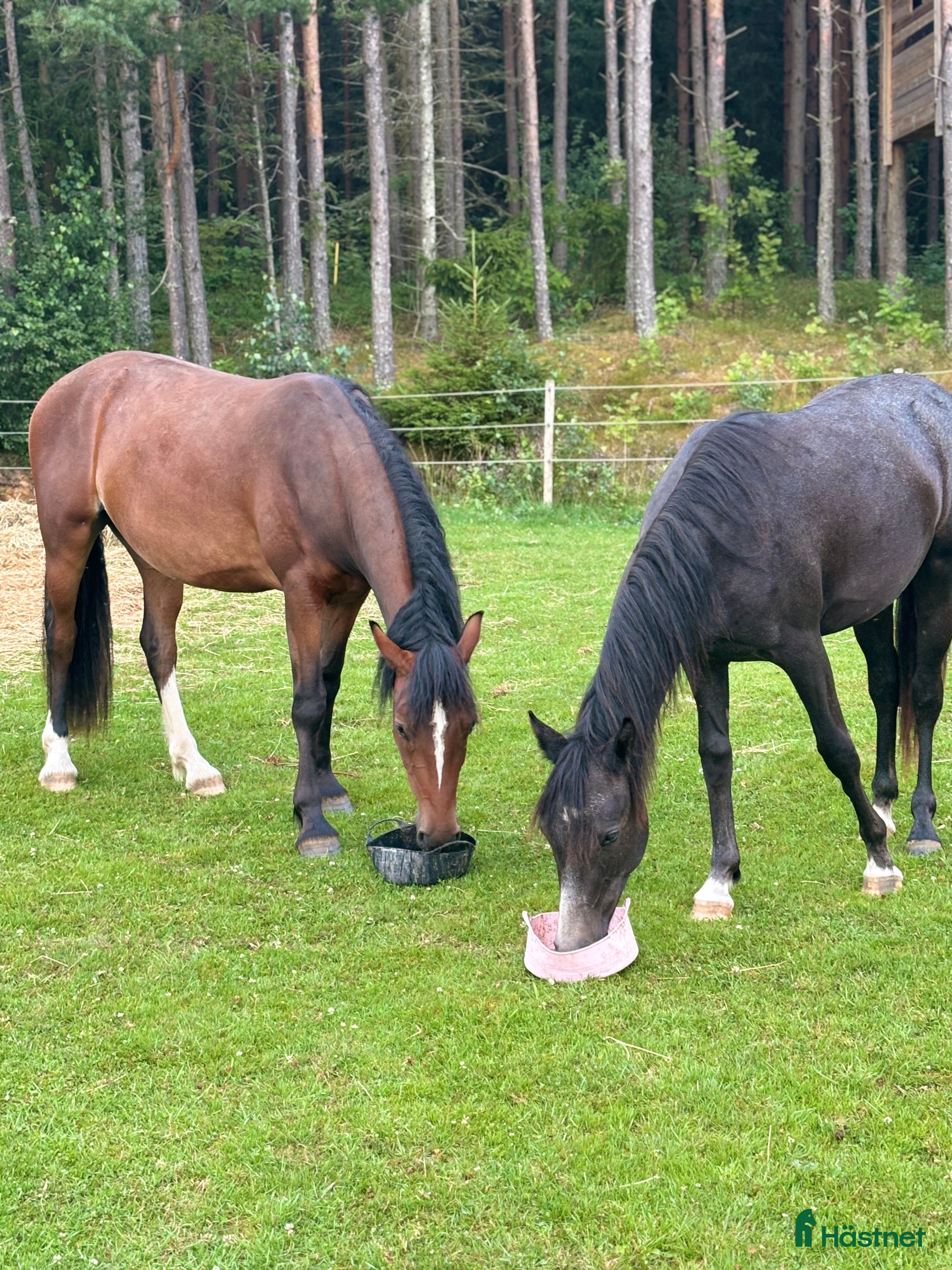  hästar Welsh cob kille söker nytt hem.  i Skara - Annons 4