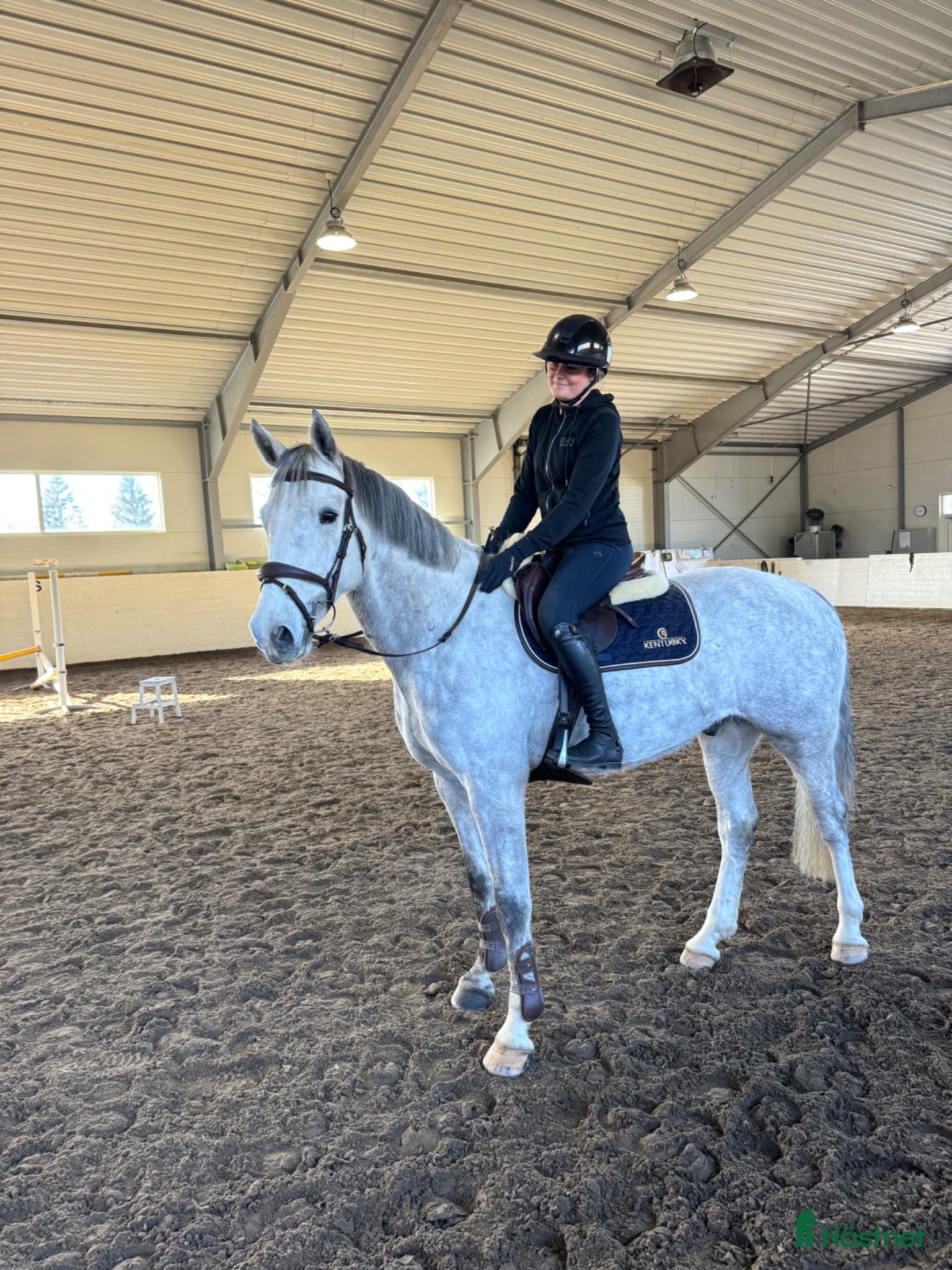  hästar Lovande valack e. CiCi Senjor Ask.  - Annons 1