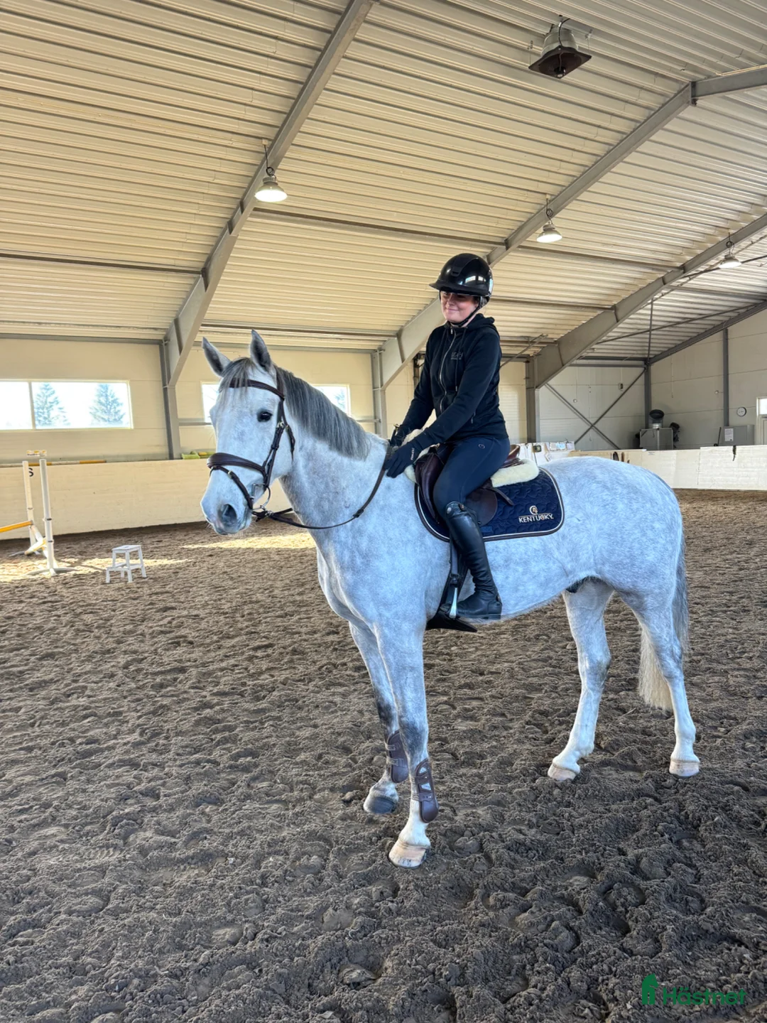 Hoppning hästar till salu: Lovande valack e. CiCi Senjor Ask.  - Annons 1